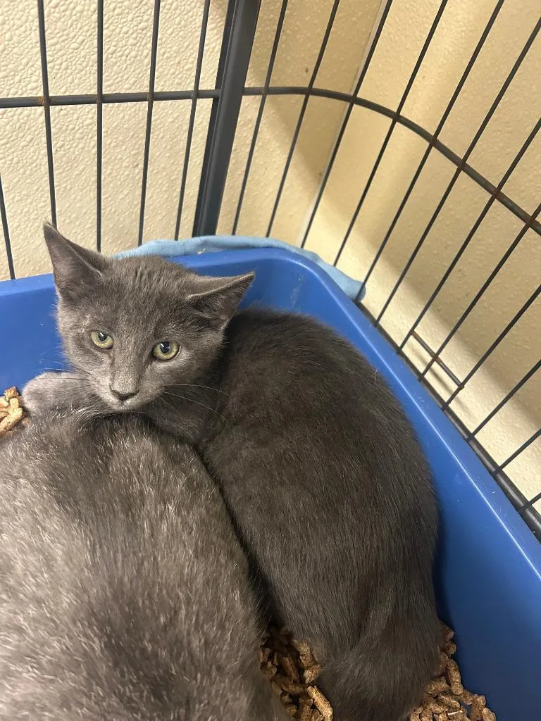 A baby small-sized male American Shorthair cat named Neville Longbottom for adoption in Sidney, NY