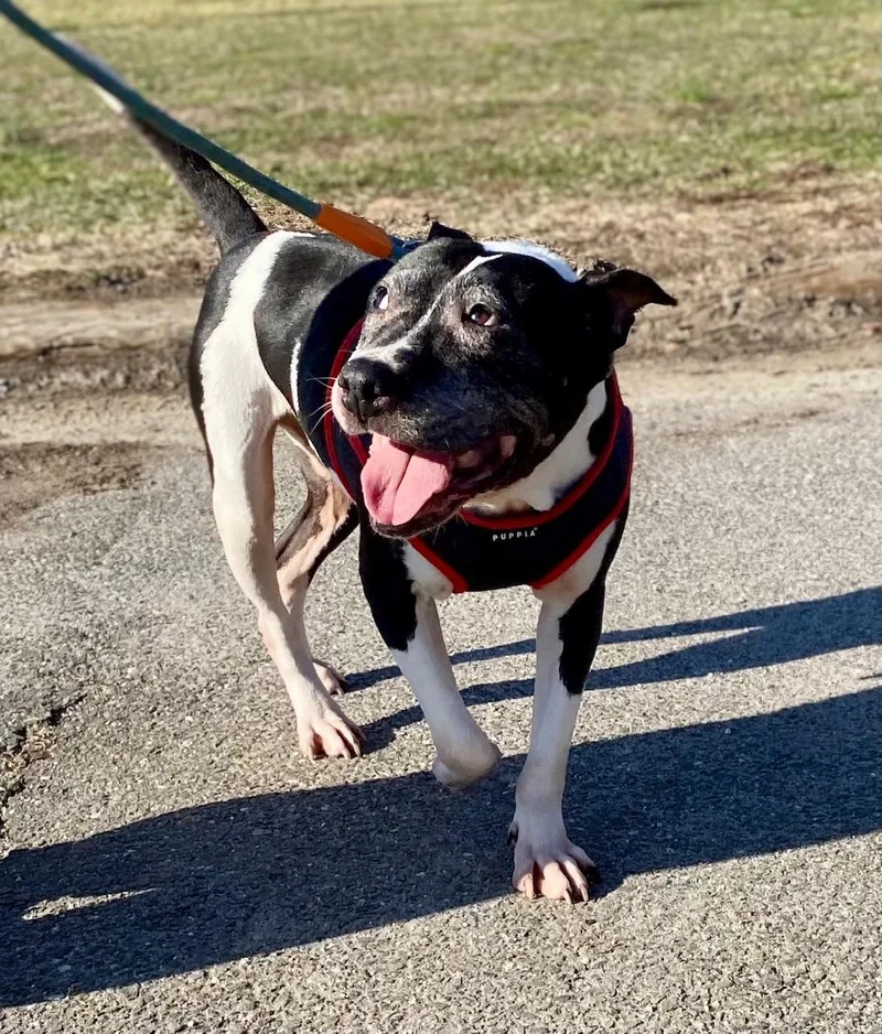 Princess thumbnail 2