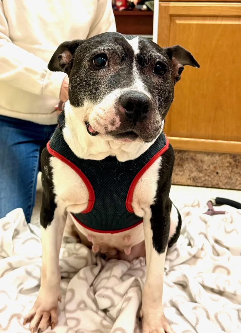 Princess thumbnail 3