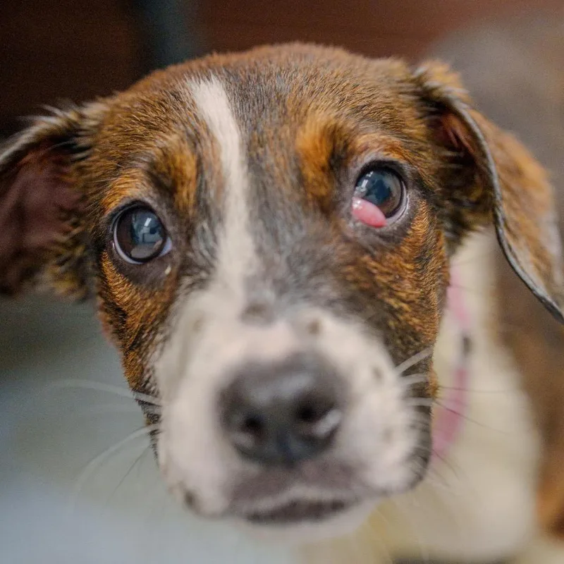 A baby small-sized female White / Cream Cattle Dog dog named Kelly Rowland for adoption in Pawling, NY