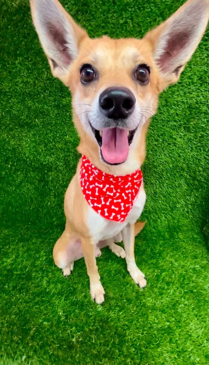 A young small-sized male Brown / Chocolate Chihuahua dog named Pedro for adoption in Huntington, NY