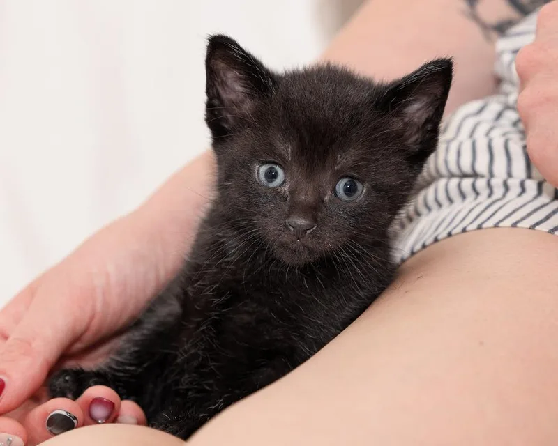 A baby small-sized female Black Domestic Short Hair cat named Bear for adoption in Ferndale, MI