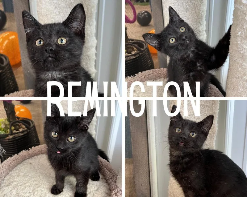 Remington