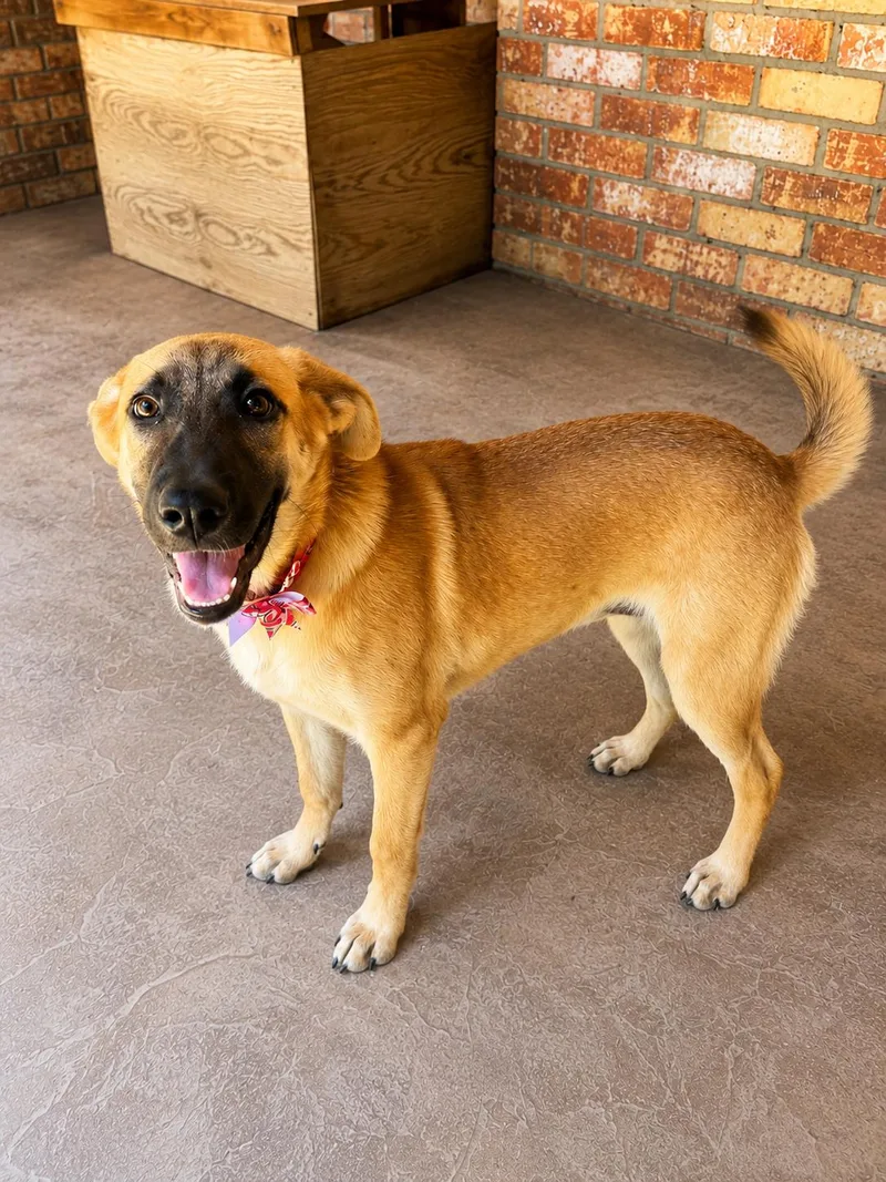 A baby medium-sized female Yellow / Tan / Blond / Fawn Shepherd dog named Emery for adoption in Humble, TX
