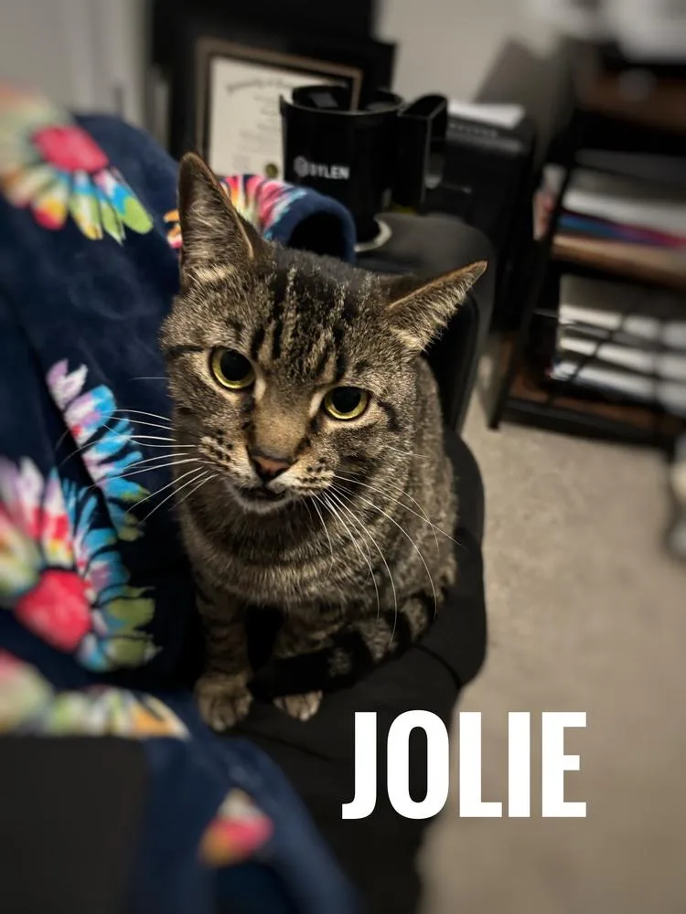 An adult medium-sized female Brown / Chocolate American Shorthair cat named Jolie for adoption in Deltona, FL