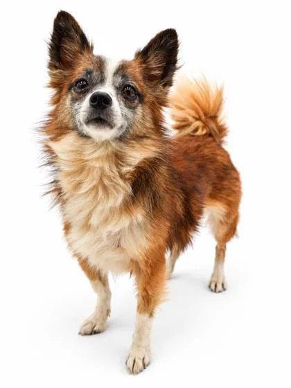 An adult small-sized female Chihuahua dog named Ally for adoption in Bowling Green, KY