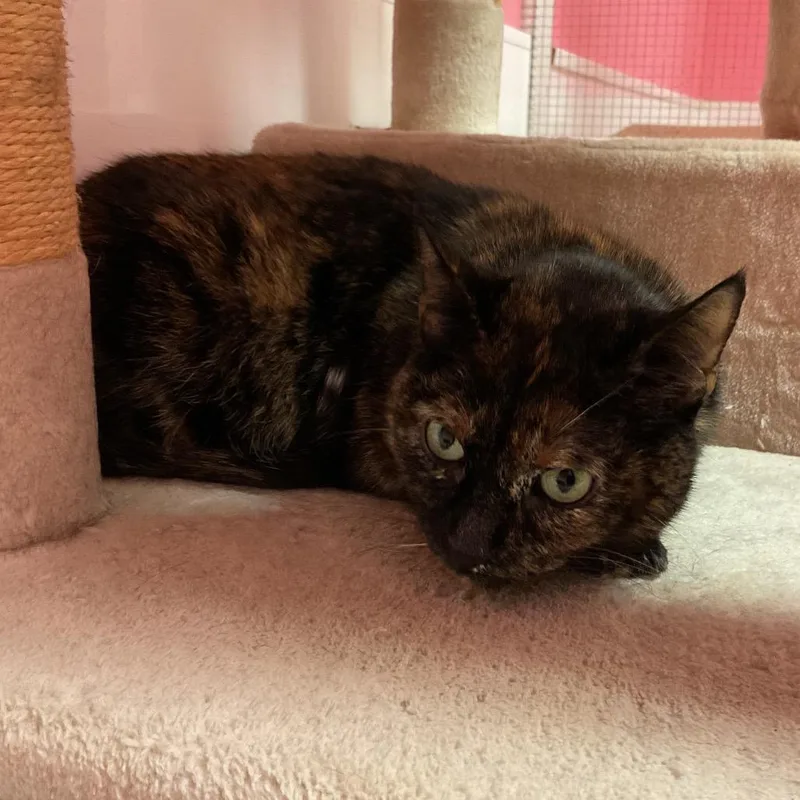 An adult large-sized female Tortoiseshell Domestic Short Hair cat named Pumpkin for adoption in Monroe, LA