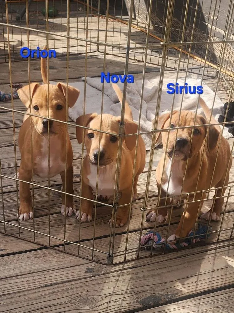 Constellation Puppies Males