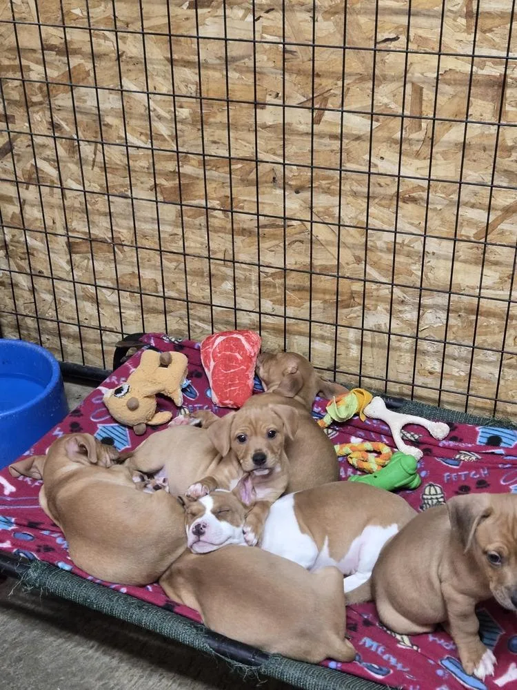 Constellation Puppies Males thumbnail 3