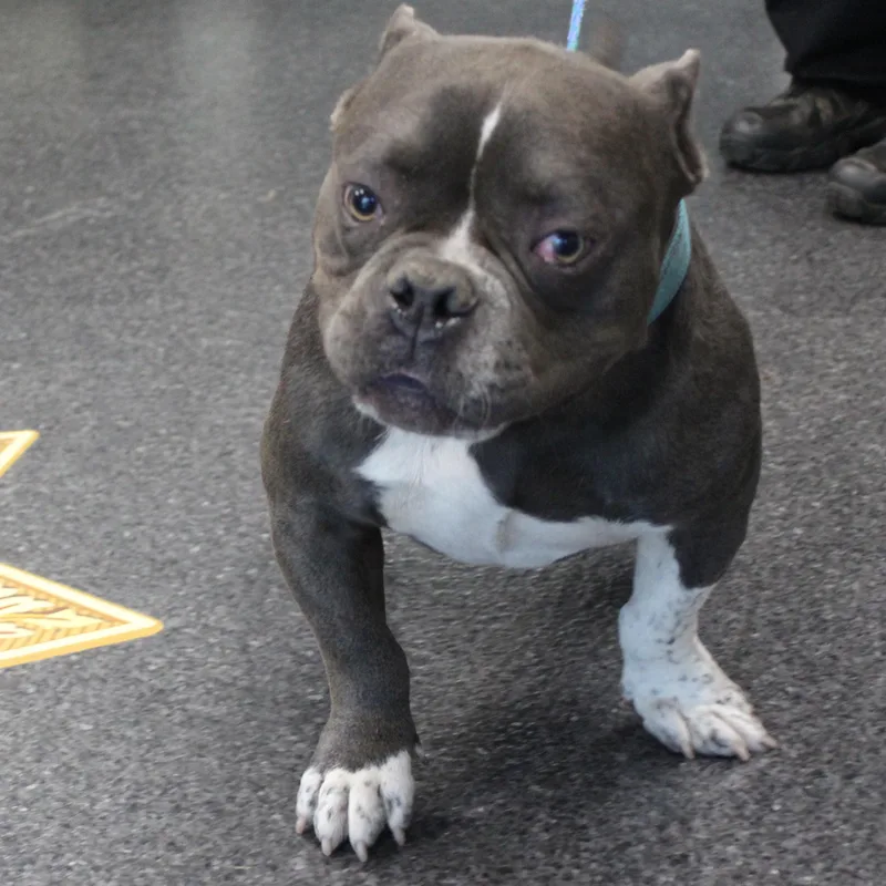 An adult medium-sized male Gray / Blue / Silver American Bully dog named Phat Dad for adoption in Heath, OH