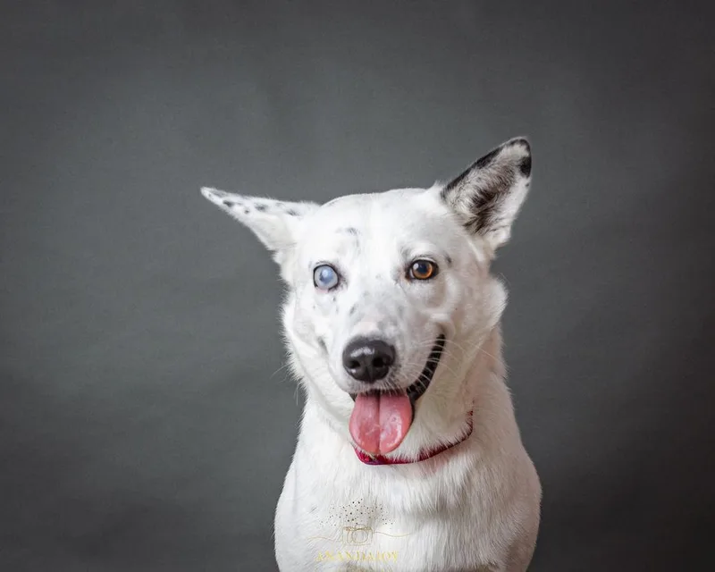 An adult medium-sized female Husky dog named Eliza for adoption in Huntsville, TX