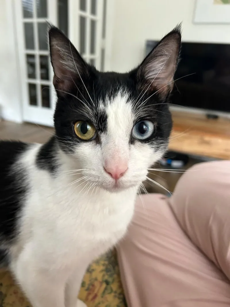 A young large-sized male Black & White / Tuxedo Domestic Short Hair cat named Milly for adoption in Miami Beach, FL