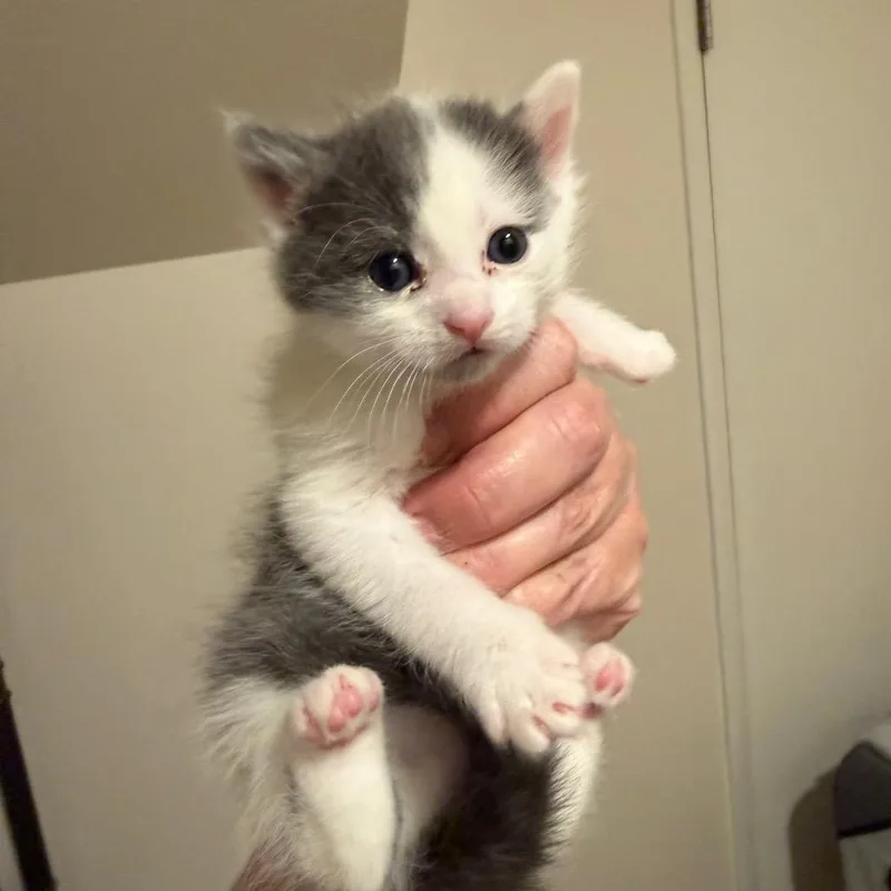 A baby small-sized female Gray / Blue / Silver Domestic Short Hair cat named Lil Deville for adoption in Tustin, CA