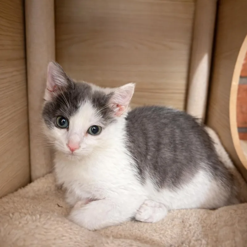 Lil Deville thumbnail 2