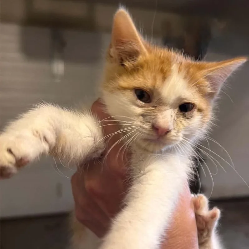 A baby small-sized male Orange / Red Domestic Short Hair cat named Colby Jack for adoption in Spring Hill, KS