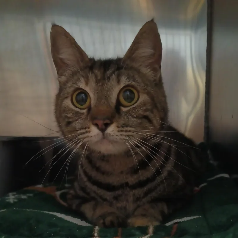 An adult medium-sized female Brown / Chocolate Domestic Short Hair cat named Lianna for adoption in Valley, AL