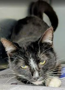 An adult medium-sized male Domestic Short Hair cat named Chance for adoption in Fairfax, VA