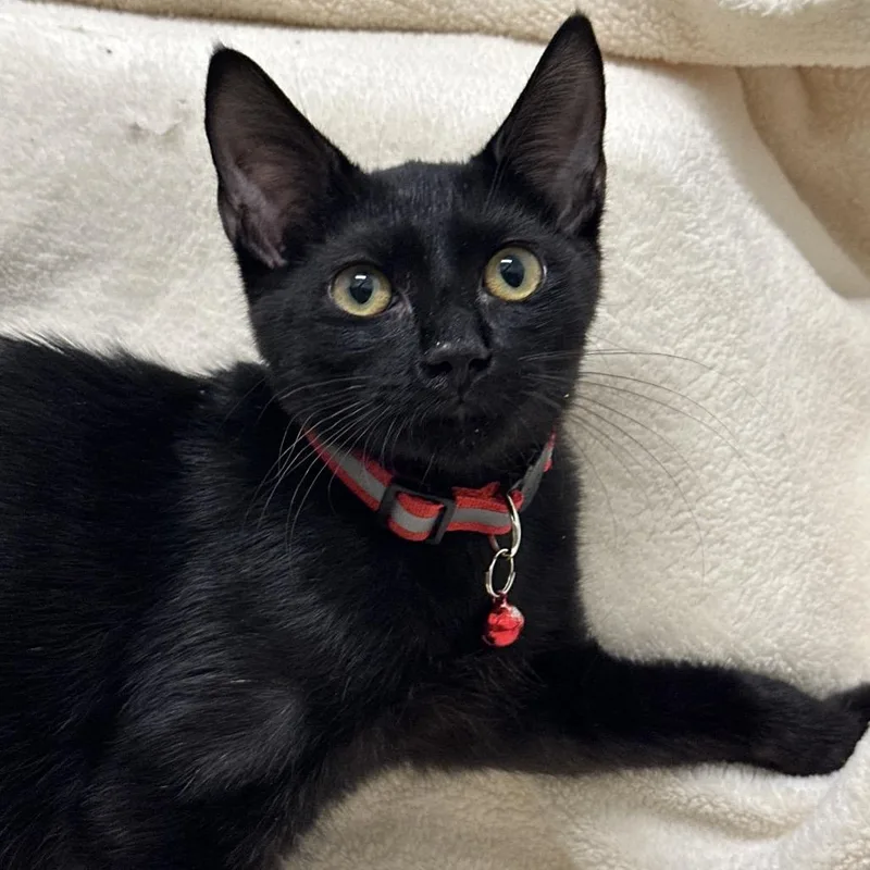 A baby small-sized male Black Domestic Short Hair cat named Damian for adoption in Matteson, IL