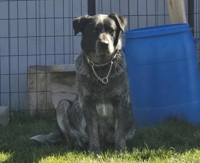 An adult medium-sized female Australian Cattle Dog / Blue Heeler dog named Elsie for adoption in Powell Butte, OR