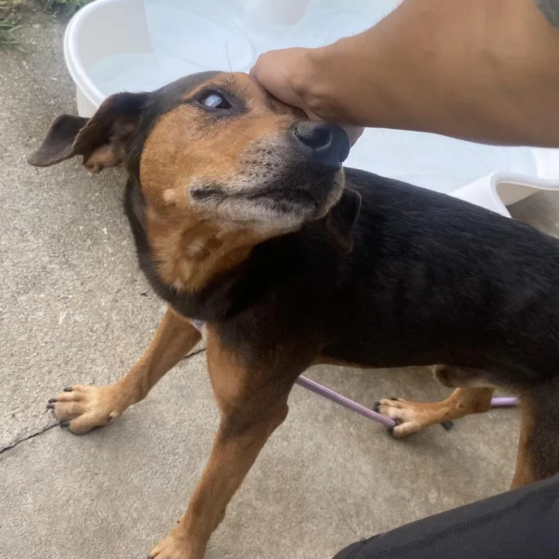 A senior medium-sized male Black English Coonhound dog named Cyclops for adoption in Caryville, TN