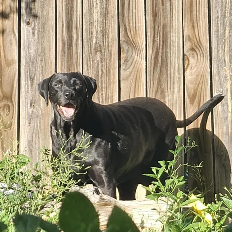 Koko Aka Lovebug Re thumbnail 3