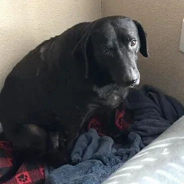 Koko Aka Lovebug Re thumbnail 6