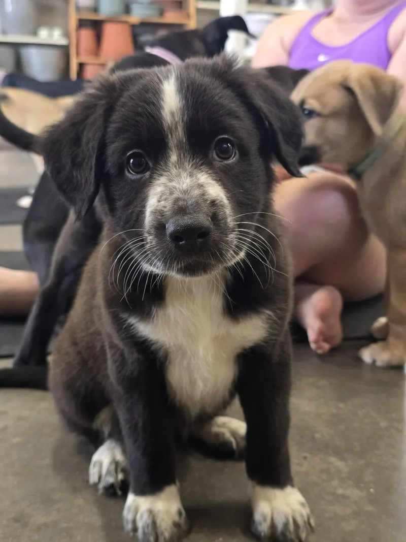 A baby medium-sized female Mixed Breed dog named Ruffles for adoption in Holbrook, NY