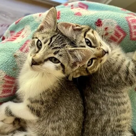 A baby medium-sized male Tabby cat named Kirk Fun and for adoption in Hoquiam, WA
