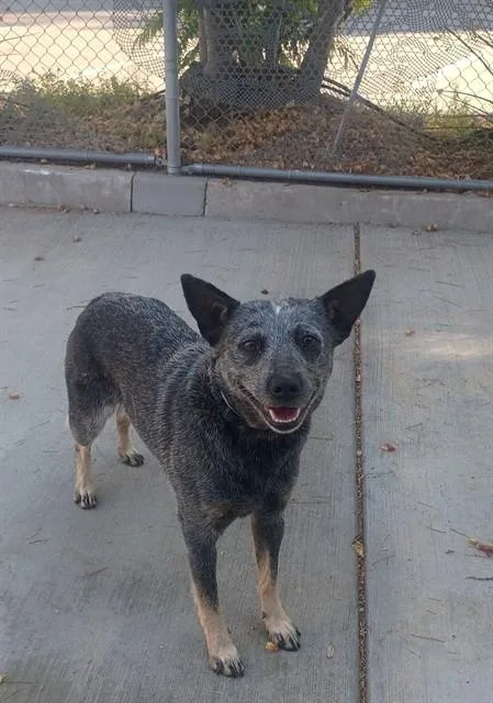 A young medium-sized female Australian Cattle Dog / Blue Heeler dog named Harmony for adoption in Castaic, CA