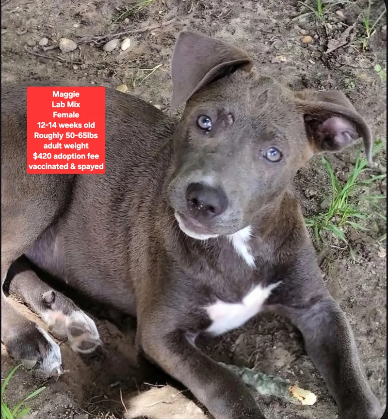 A baby large-sized female Labrador Retriever dog named Maggie for adoption in Oviedo, FL