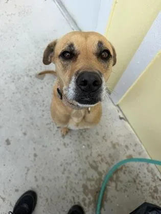 An adult large-sized female Yellow / Tan / Blond / Fawn Mixed Breed dog named Phoenix for adoption in Key West, FL
