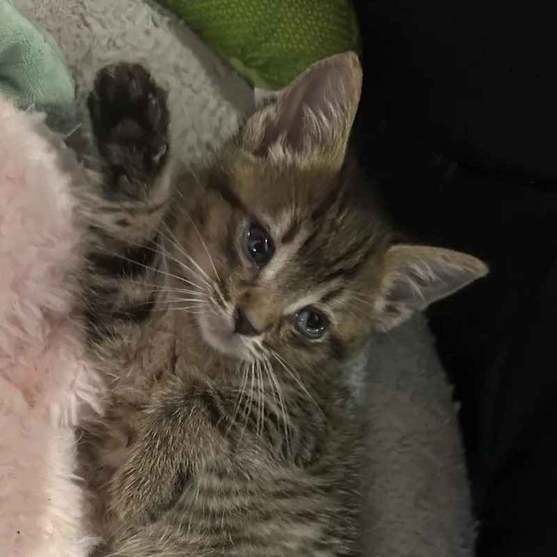A baby small-sized male Brown / Chocolate Domestic Short Hair cat named Dibble for adoption in Newark, NJ
