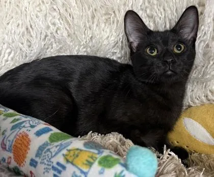 A baby small-sized female Domestic Short Hair cat named Francine for adoption in Conway, SC