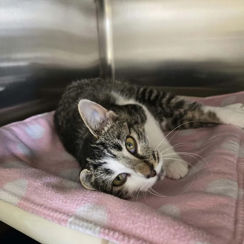 A baby medium-sized female Tabby (Brown / Chocolate) Domestic Short Hair cat named Styx for adoption in West Branch, MI