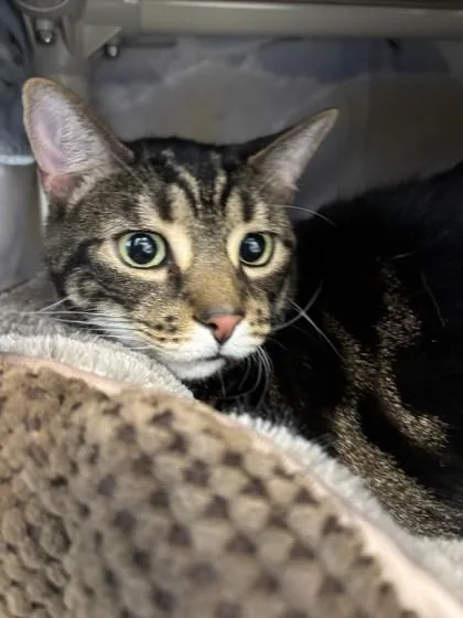An adult small-sized male Domestic Short Hair cat named Toonces for adoption in Scotia, NY
