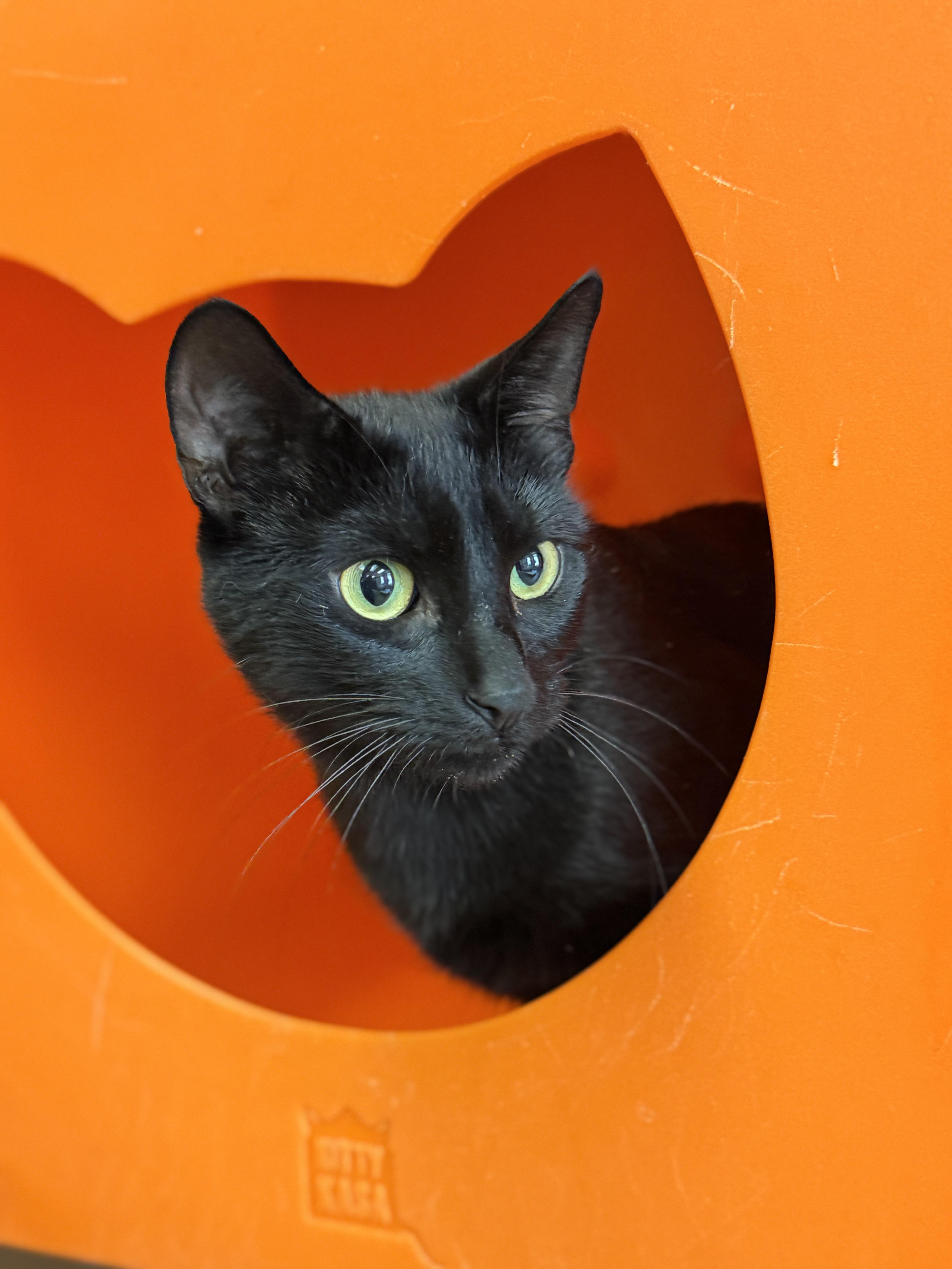 A young medium-sized female Black Domestic Short Hair cat named Kali for adoption in North Haven, CT