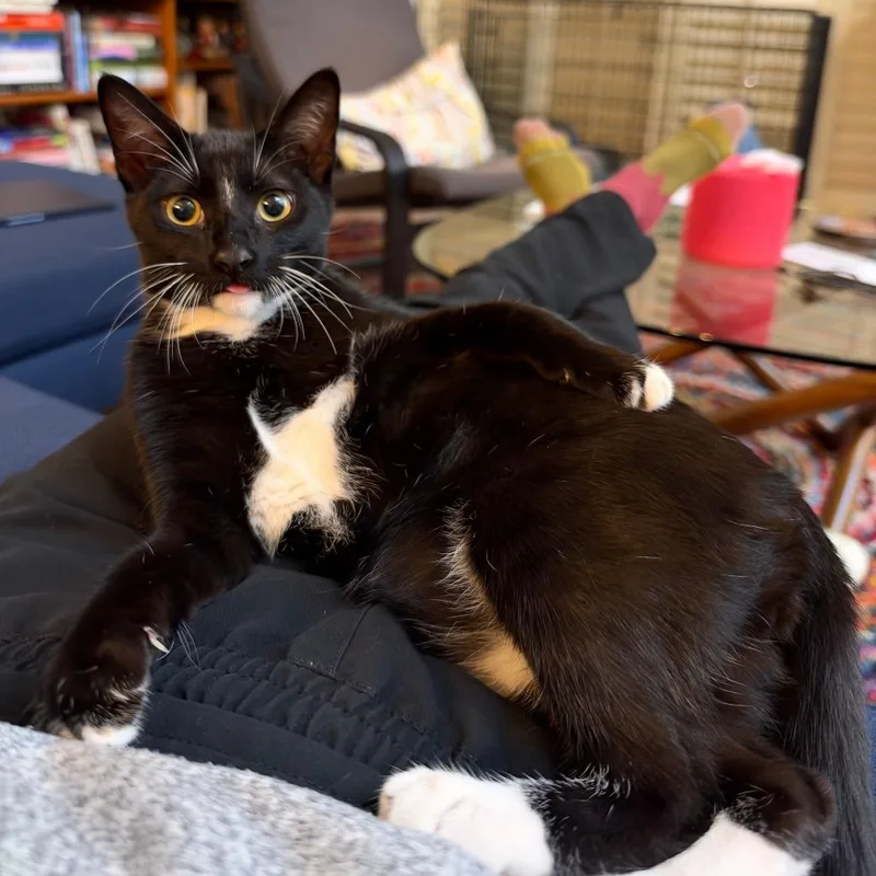 A baby small-sized male Black Domestic Short Hair cat named Twizzler for adoption in Los Angeles, CA