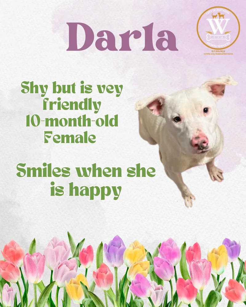 A young medium-sized female White / Cream Labrador Retriever dog named Darla for adoption in Watauga, TX