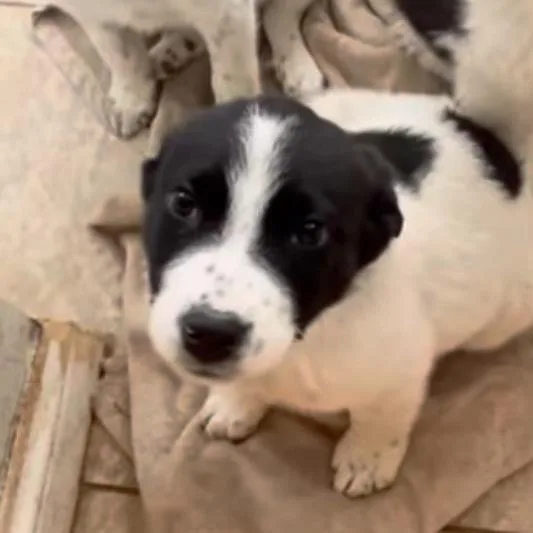A young small-sized male White / Cream Great Pyrenees dog named Rowan for adoption in Farmersville, OH