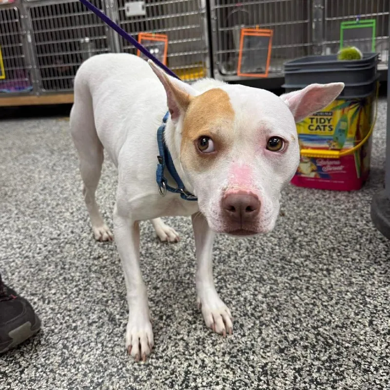 An adult medium-sized female White / Cream Mixed Breed dog named Vega for adoption in Fredericksburg, VA