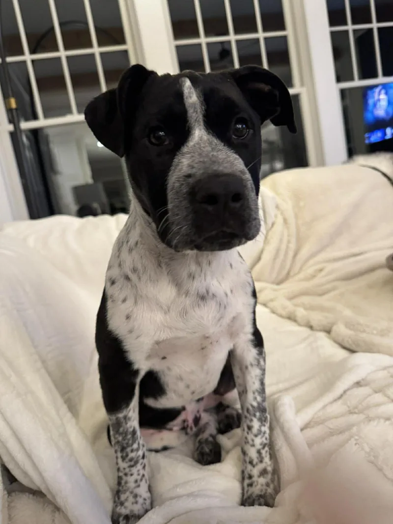A baby medium-sized male White / Cream Catahoula Leopard Dog dog named Eli for adoption in Billerica, MA