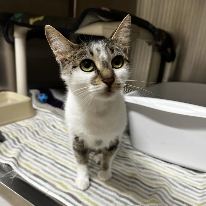 A young small-sized female White Domestic Short Hair cat named Deanna for adoption in Harrisville, WV