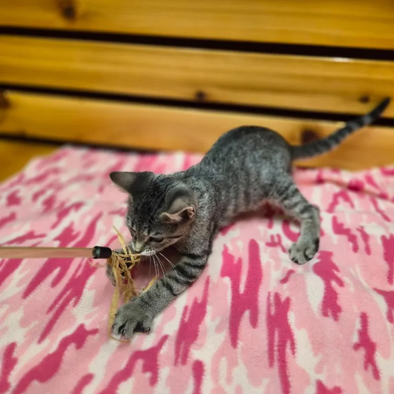 A baby small-sized female Domestic Short Hair cat named Star for adoption in Woodstock, IL