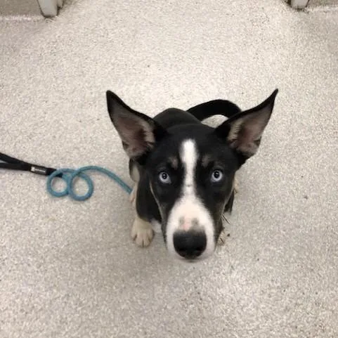 A young medium-sized female Black Husky dog named Kennedy for adoption in Novelty, OH