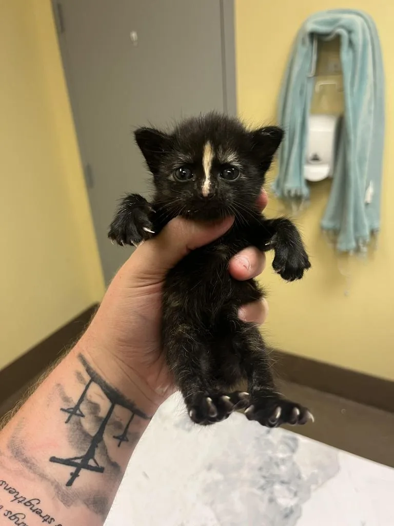 A baby medium-sized female Domestic Short Hair cat named Advil for adoption in Florence, SC