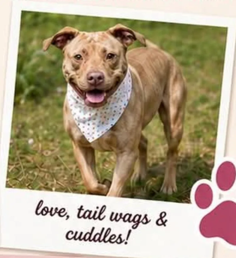 A young small-sized female Mixed Breed dog named Caroline for adoption in Statesville, NC