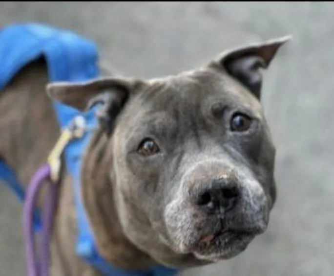 A senior medium-sized male Mixed Breed dog named Kiwi for adoption in Long Island City, NY