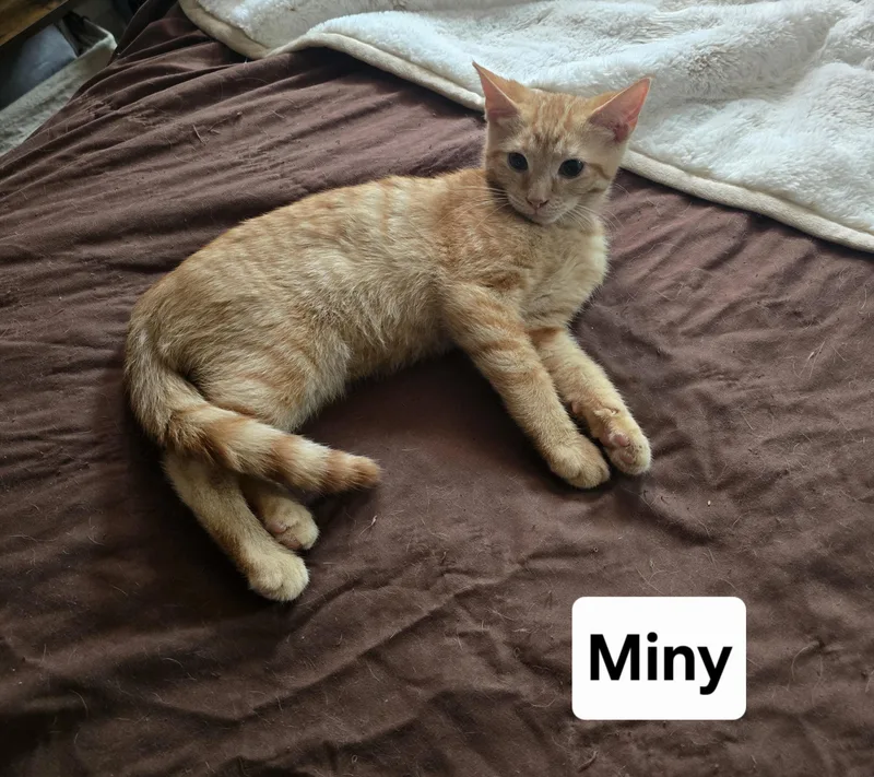 Miny