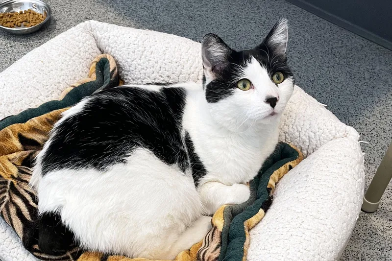 A young large-sized male Black & White / Tuxedo Domestic Short Hair cat named Meowser for adoption in Lincoln, NE