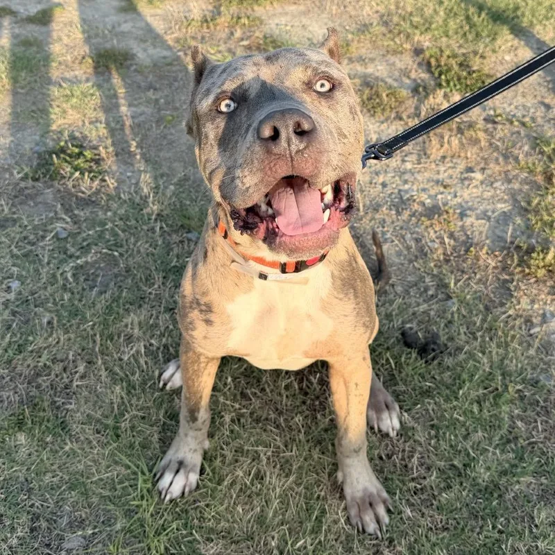 A young large-sized male Yellow / Tan / Blond / Fawn Mixed Breed dog named Ranger for adoption in Bangall, NY
